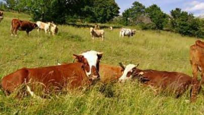 APIA autorizează la plată Ajutoarele Naționale Tranzitorii – specia bovine, Campania 2023