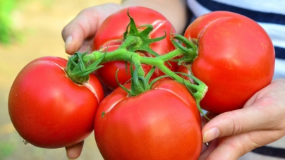 Subvenții pentru cultivatorii de roșii maramureșeni